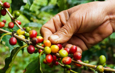 Coffee bean, Ecuador, South America