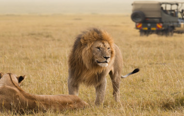 wilderness safari