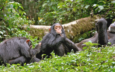 Enchanting Travels Wildlife Tour