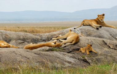 Lioness with cub are resting on the rocks - Kenya: best places to visit in 2019