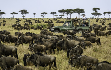 Wildebeest Migration - Serengeti, Africa