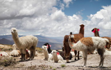 Enchanting Travels Peru Tours Llamas in Peru