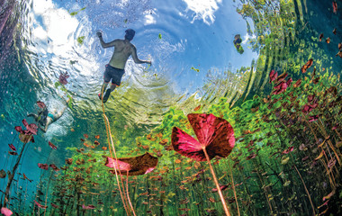 Virtual Travel Videos: Underwater gardens and water plants in Mexico cenotes cave diving