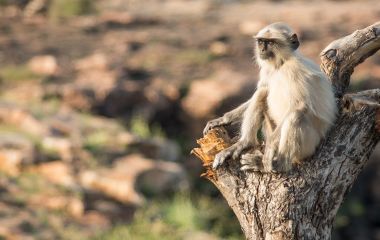 Enchanted: Deogarh, Regal Rajasthan's Hidden Jewel