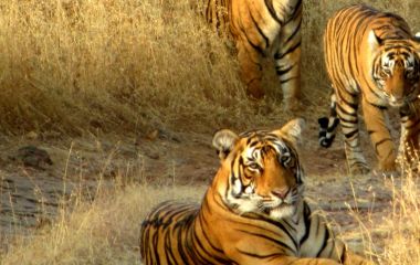 Tigers in Ranthambore National Park India