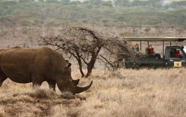 Top 10 Things To Do in Kenya - wildlife safari in Lewa