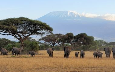 Elefantenherde in der Savanne vor dem Kilimandscharo in Tansania, Afrika