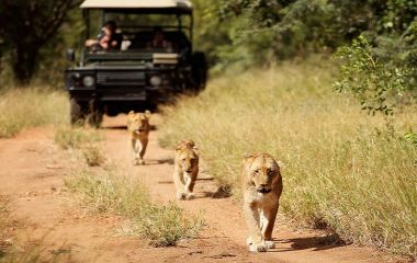 Kruger: The Best South Africa Safari Adventures