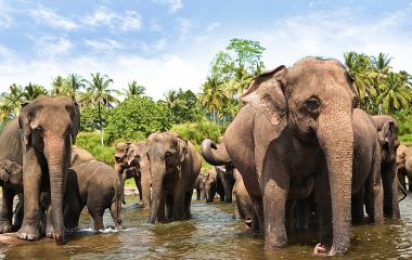 The Best Wildlife Experiences on your Sri Lanka Tour