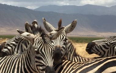 Enchanting Travels Africa Tours Guest Images Tamra Benjamin (6) - Africa Holiday