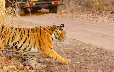 Enchanting Travels - Tiger Safaris in India - A tiger crossing the safari track inside bandhavgarh tiger reserve during a wildlife