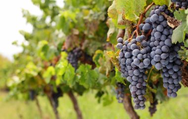 Plantations and Vineyards