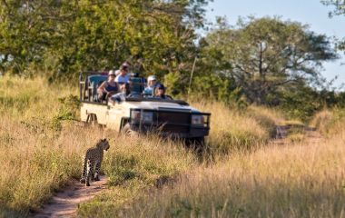 Enchanting Travels Tourists observing a female leopard, South Africa