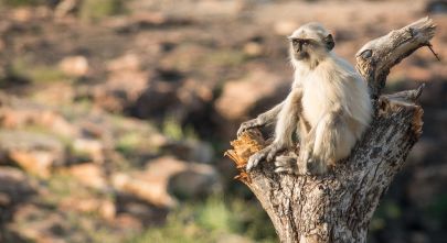 Enchanted: Deogarh, Regal Rajasthan's Hidden Jewel