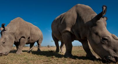 conserving-the-big-fives-black-rhino-in-kenya