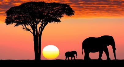 Die Great Migration gehört zu den Tansania Sehenswürdigkeiten schlechthin