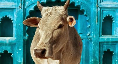 The cow is a sacred animal in India.