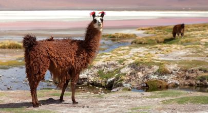 South america- exploring bolivia