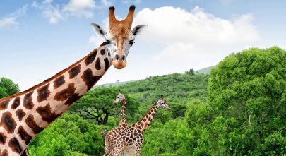 Five Enchanting Experiences for Your Custom Africa Tour