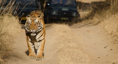 Safari in India: Meet the Royal Bengal Tiger