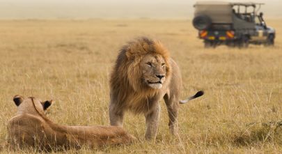 wilderness safari