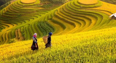 Sapa