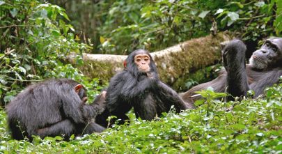 Enchanting Travels Wildlife Tour