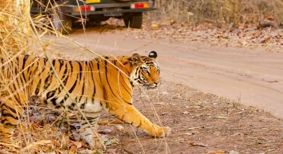 Enchanting Travels - Tiger Safaris in India - A tiger crossing the safari track inside bandhavgarh tiger reserve during a wildlife