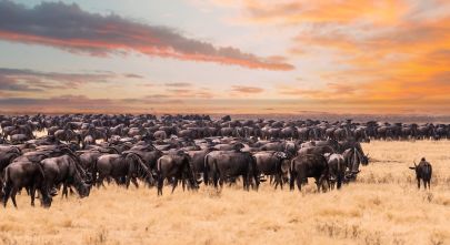 Enchanting Travels Wildebeest migration in Serengeti national Park,Tanzania