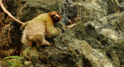 Things to do in Costa Rica: Manuel Antonio National Park