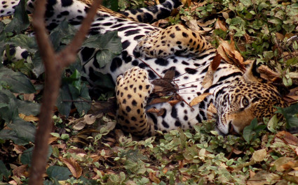 Enchanting Travels Mexico Tours Pantera Onca, Jaguar In Chiapas Mexico