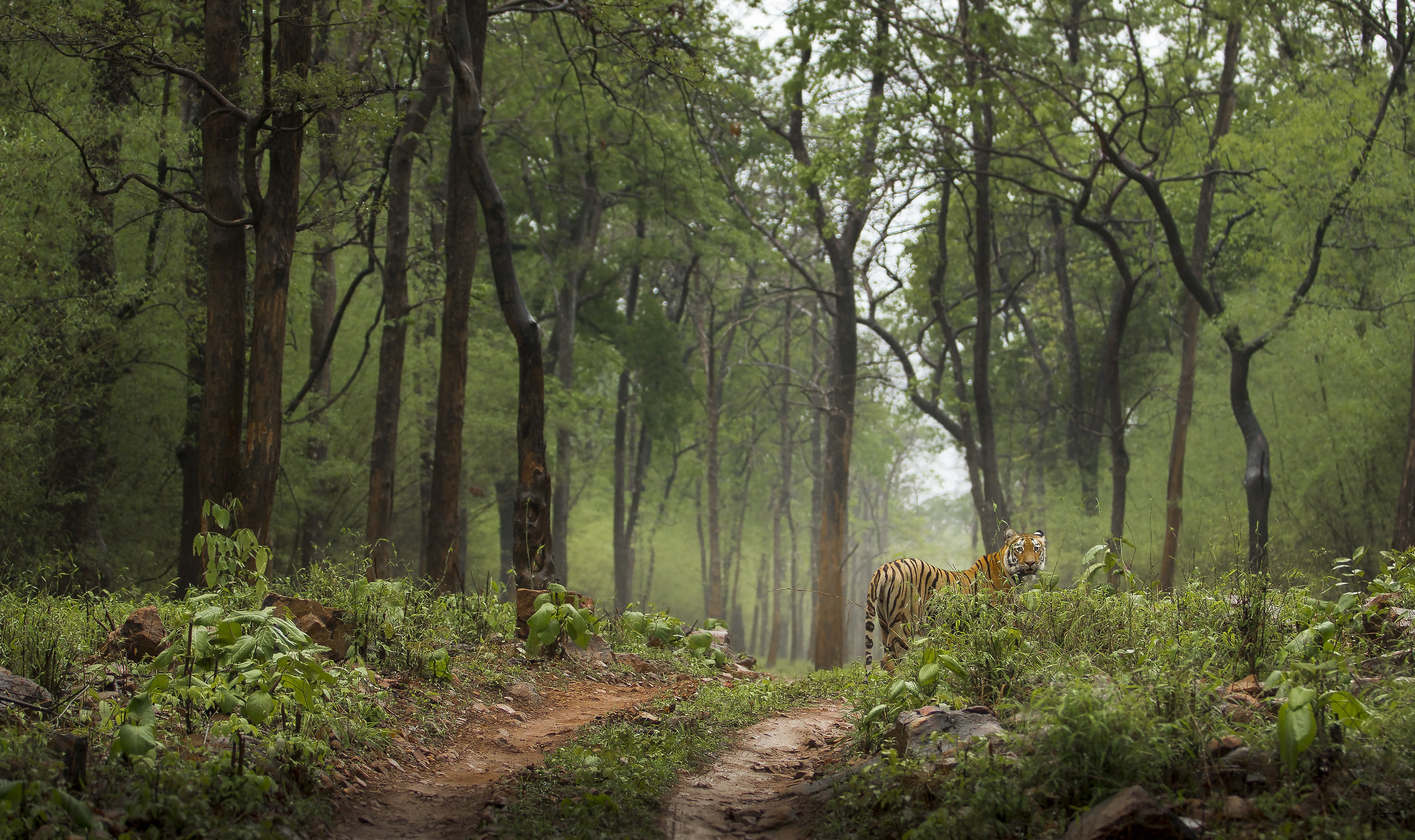 Royal Bengal tiger in green Monsoon forest Tadoba India shutterstock_661752442 (1)