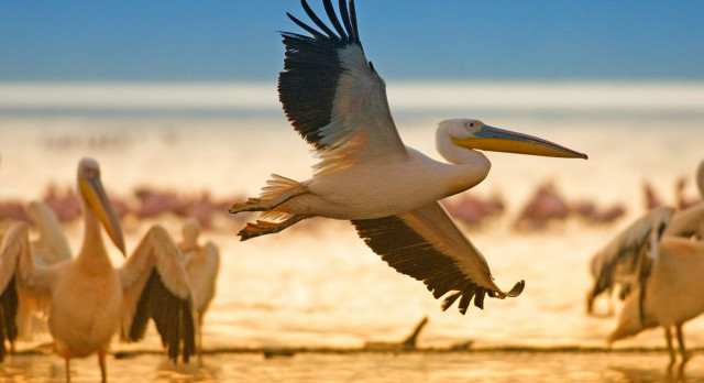 Enchanting Travels Kenya Tours White pelicans at Lake Nakuru, Kenya, Eastern Africa