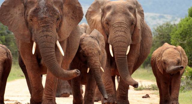 Winter in South Africa - Enchanting Travels South Africa Tours Addo elephant national park,eastern cape