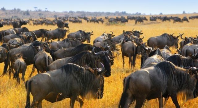 Masai Mara, Great Migration