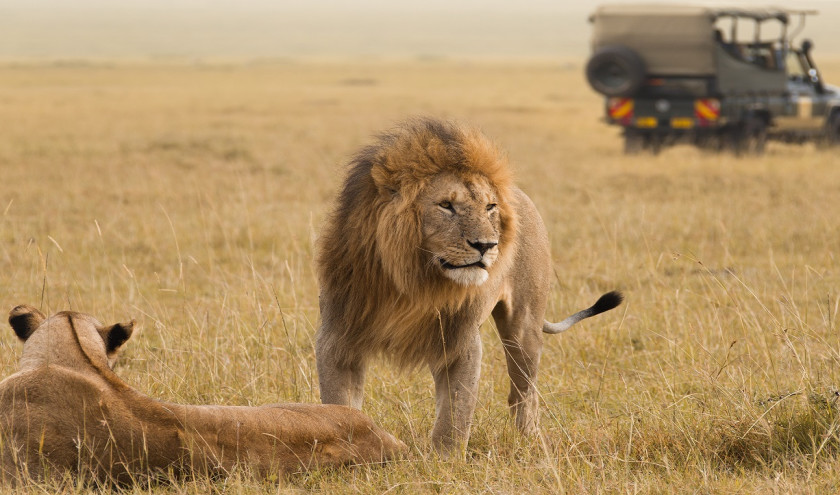 wilderness safari