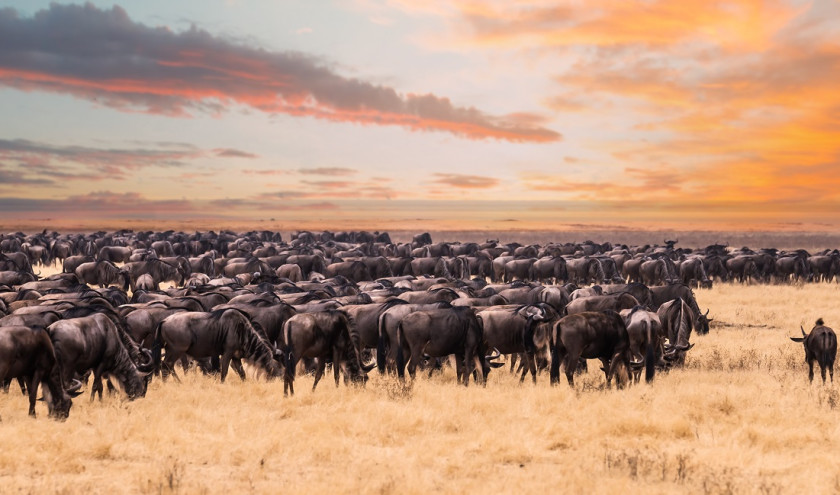 Gnuherde bei der großen Gnu-Wanderung in der Serengeti in Tansania, Afrika