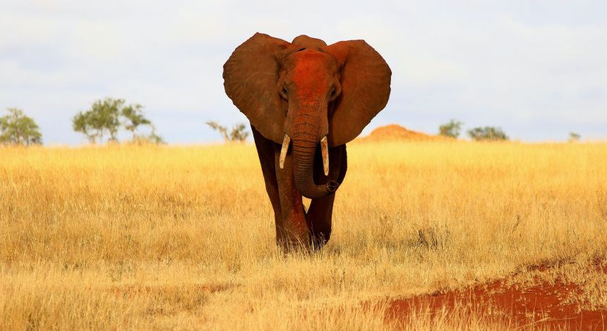 Elefant in Masai, Kenia 