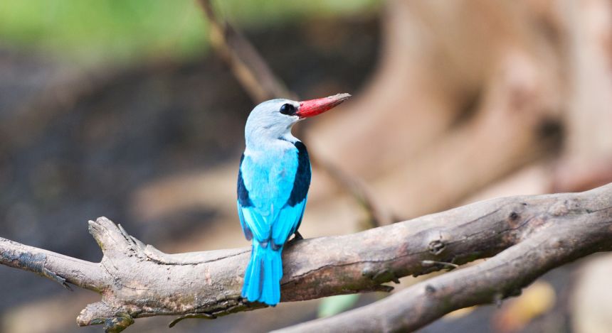 Wunderbarer Vogelwelt in Tansania 