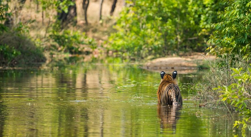 Tiger durchquert einen Fluss