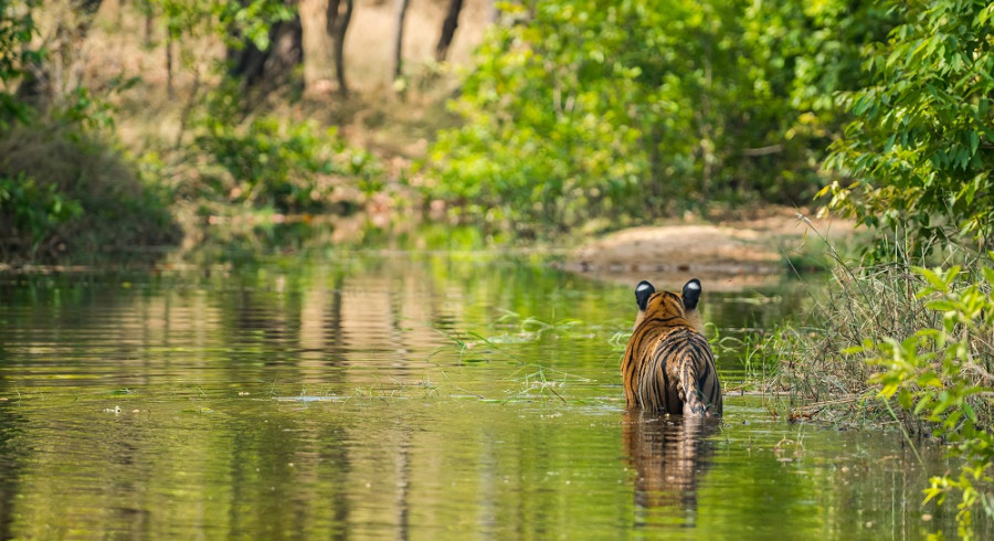 Rajbhera Male Cub no Parque Nacional Bandhavgarh: Safari da Índia