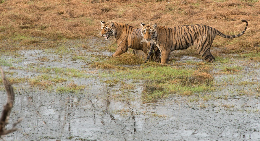 Foto met dank aan - Timothy Brooks; India safari