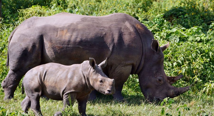 Best time to visit Uganda? Read an overview