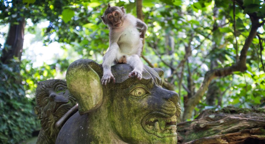 Affe auf einer Statue