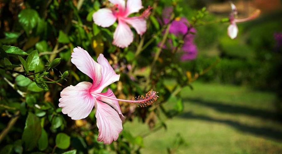 Blumen blühen im botanischen Garten von Chian Rai