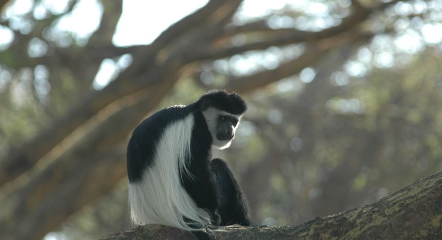 Colobus-Affe im Jozani Forest