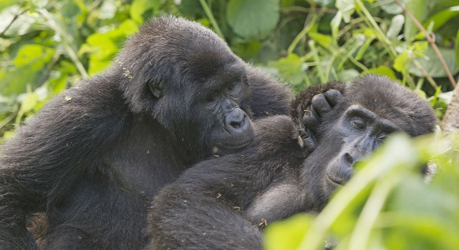 Best Time to Visit Uganda