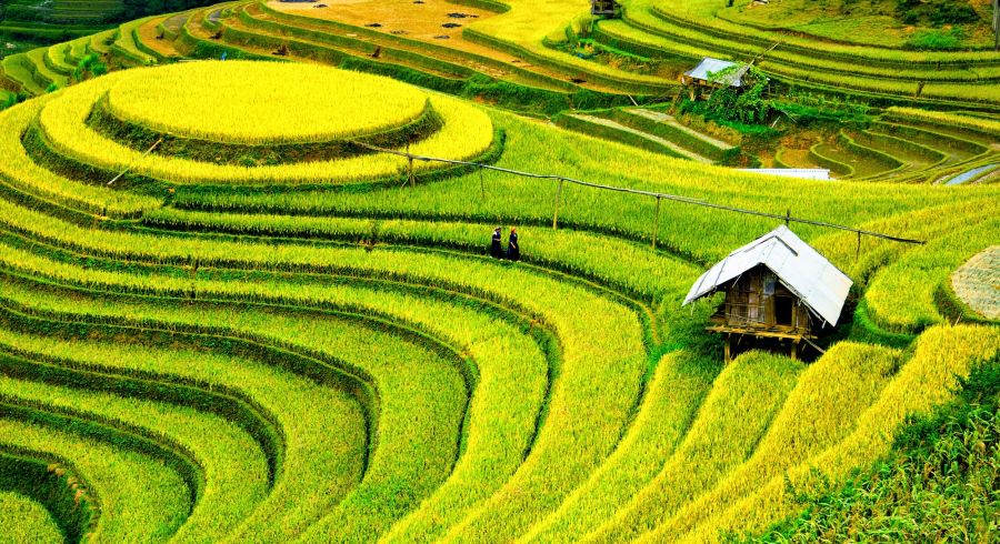 Reisterrassen von Mu Cang Chai in Vietnam