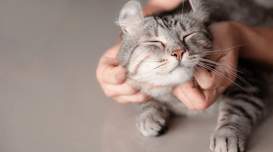 Cat being stroked in a flat