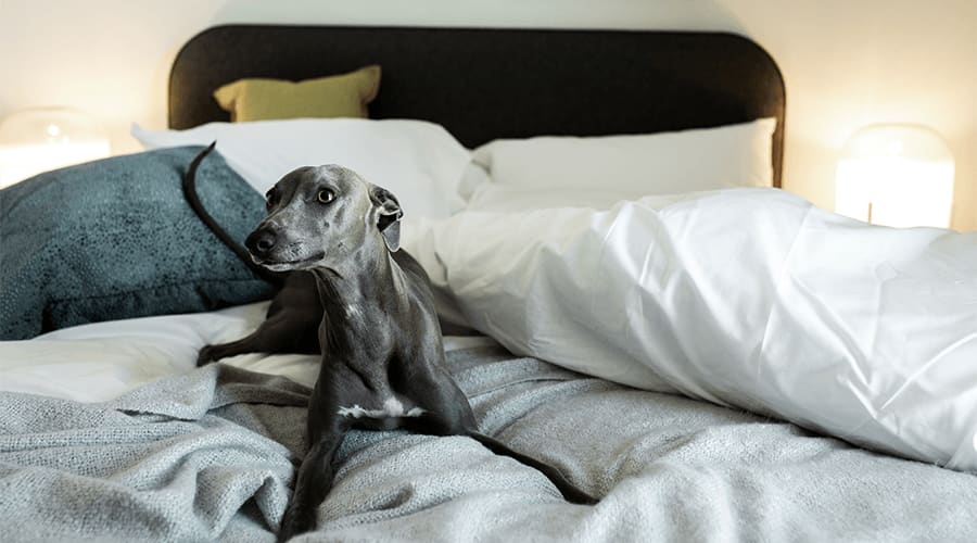 Dog playing in a bedroom